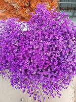 Bunga kering berkualitas tinggi kumpulan besar bunga abadi bunga Gypsophila grosir pasokan langsung pernikahan Pabrik Yunnan