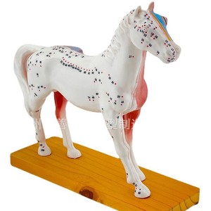 Modèle d'acupuncture équine, modèle de cheval, modèle anatomique d'acupuncture animale, modèle des points d'acupuncture du cheval. - Product Image 3