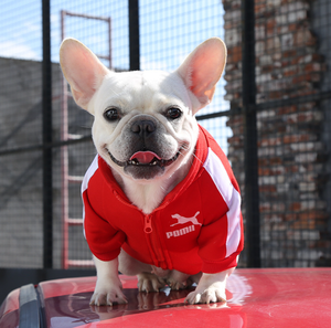 Nome do designer Marca Zipper Tides Pet Roupas para Bichon French Bulldog Dog Suplemento Sweater Letter Printing Luxury <span class=keywords><strong>Clothing</strong></span> - Product Image 5