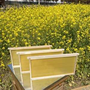 Los Fabricantes Venden una Gran Cantidad de Nuevos Cuadros de Panal y Bases de Cera de Abeja - Product Image 3