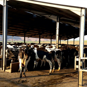 <span class=keywords><strong>Struttura</strong></span> Prefabbricata per Stalla di Mucche, Capannone per Bestiame <span class=keywords><strong>in</strong></span> <span class=keywords><strong>Acciaio</strong></span> - Product Image 5