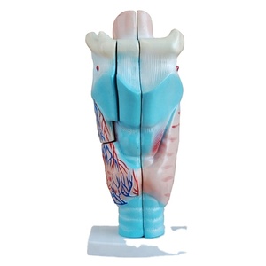 Modelo de Laringe Humana Ampliada YULIN Medical Science YL-301, Muestra la Estructura Morfológica del Tracto Respiratorio y el Órgano Fonético - Product Image 2