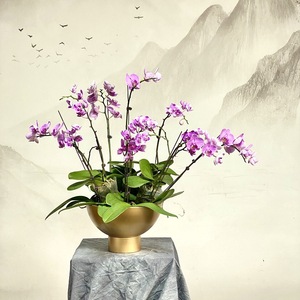 Pot à orchidées haut en fer doré, à large ouverture, design moderne, pour jardinage domestique, arrangement floral, pot à bonsaï - Product Image 3