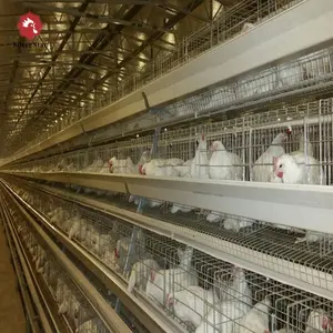 Venda quente para aves fazenda camadas de galinha gaiolas animais