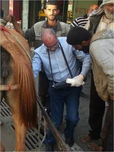 2024 termurah genggam portabel dokter hewan pemindai Ultrasound <span class=keywords><strong>probe</strong></span> Mini mesin Ultrasound untuk reproduksi - Product Image 3