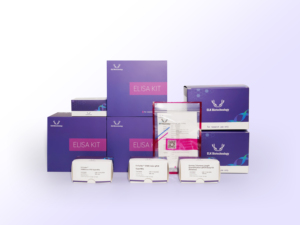En Çok Satan Yüksek Hassasiyetli ve Spesifik İnsan TSH (Tiroid Stimülasyon Hormonu) ELISA Kiti (Sadece Araştırma Amaçlı) - Product Image 2