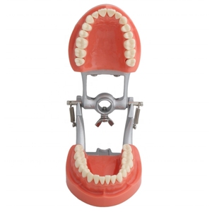 <span class=keywords><strong>Modello</strong></span> Dentale Approvato dalla Fabbrica con Denti Rimovibili, <span class=keywords><strong>Modello</strong></span> di Studio Standard con Gengiva Rossa Morbida per Scienza Medica CE/ISO - Product Image 2