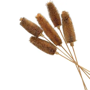 Flor Artificial hecha a mano, Dipsacus sativus, té indio para decoración del hogar