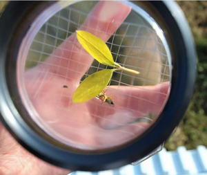 Boîte d'observation des insectes pour enfants, dispositif de rangement, loupe à main pour petits animaux - École primaire, sciences biologiques - Product Image 3