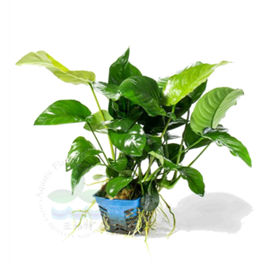 <span class=keywords><strong>Real</strong></span> Minibus Rongping <span class=keywords><strong>Aquarium</strong></span> Planten Voor Bloem Decoratie <span class=keywords><strong>Aquarium</strong></span> Decoratie - Product Image 3