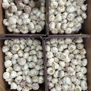 Vente en gros d'<span class=keywords><strong>ail</strong></span> frais de Chine, nouvelle récolte, exportation au Burkina Faso, 5,0 cm - Product Image 5