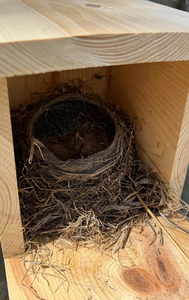 Cedervogel Levert Broedplatformschuilplaats En Vogelhuisje Voor Nestkasten Voor Duiven - Product Image 3