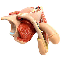Vida tamaño 5-Partes de la anatomía humana hombre genitales externos modelo médico de enseñanza