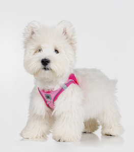 Arnés de Perro de Neopreno Ajustable y Personalizado con Logotipo, Estilo Chaleco de Seis Piezas, Ajuste Universal <span class=keywords><strong>para</strong></span> <span class=keywords><strong>Perros</strong></span> - Product Image 1