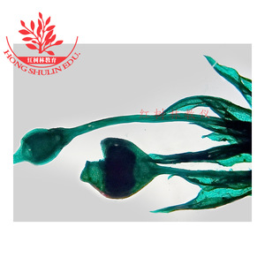Kit de Portaobjetos Transparentes para Experimentos Biológicos, Kit de Portaobjetos del Ciclo de Vida de Bryophites, Muestras de Portaobjetos para Enseñanza - Product Image 4