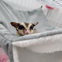 Vente en gros - Nouveauté : Hamac pour petits animaux, lit chaud, nid de cage, accessoires pour hamster, pour petaugeurs et hamsters
