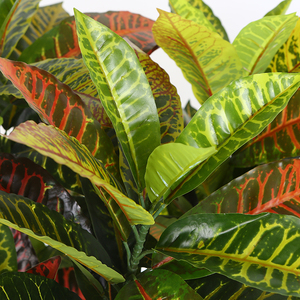Ficus-planta en maceta, variegatum, árbol de croton, plantas ornamentales artificiales - Product Image 4