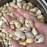 Indonesische fruitenschelp bel DIY handbel materiaal