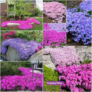 Fleurs de Phlox Vibrantes Idéales pour la Décoration de Jardins et de Pelouses, Plantes de Jardin Faciles à Cultiver - Product Image 6