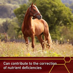 Custom LOGO Fluidflex <strong>Glucosamine</strong> HCl Liquid Joint Supplement <strong>for</strong> <strong>Horses</strong> Helps Maintain Healthy Hip Function 32 Ounces 32 Day - Product Image 2
