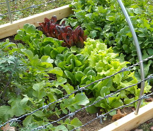 <span class=keywords><strong>Alambre</strong></span> <span class=keywords><strong>de</strong></span> Púas Galvanizado <span class=keywords><strong>de</strong></span> Doble Torsión <span class=keywords><strong>de</strong></span> Alta Calidad para el Mercado Sudamericano, <span class=keywords><strong>Calibre</strong></span> <span class=keywords><strong>16.5</strong></span> - Product Image 3