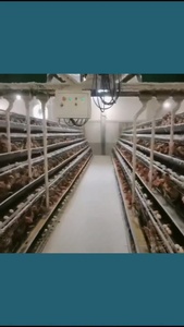 Tự động mạ kẽm 3-4 tầng a-loại Pin trứng gà lớp lồng cho gia cầm trang trại - Product Image 3