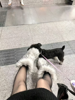 Bottes d'hiver moelleuses pour femmes, fourrure synthétique, mi-mollet, absorption des chocs, semelle en caoutchouc, doublure confortable en peluche, modèle TEC