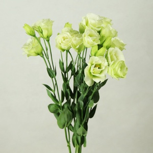 Unnan-flores frescas de corte al por mayor Eustoma, floristería al por menor, para Arreglo de floreros, decoración de boda - Product Image 6