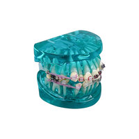 YOUYA DENTAL Nouveau Modèle Anatomique d'Orthodontie Dentaire pour l'Enseignement en Sciences Médicales, avec Supports Dentaires Standard en Résine, 2 Couleurs TM-212-A/B