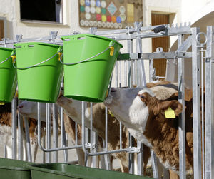 Enclos individuel pour <span class=keywords><strong>veau</strong></span> en fer thermolaqué, hauteur 4 pieds, durable et écologique, pour ferme et élevage <span class=keywords><strong>de</strong></span> bovins et veaux - Product Image 3