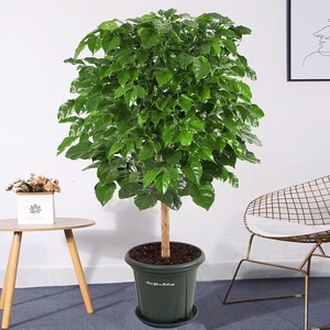 Plante artificielle d'intérieur et d'extérieur avec pot pour la décoration intérieure Nouvelle plante verte naturelle morden Offre Spéciale acheter à bas prix en gros - Product Image 6