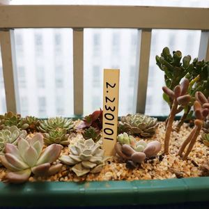 Etiquetas de Madera Personalizadas para Plantas, Mini Marcadores para Suculentas, Plantas en Maceta y Flores - Ideales como Señales de Jardín - Product Image 4