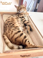 En gros, Arbre à chat d'intérieur de luxe en bois massif, style moderne, avec escalier pour chat, table design pour salon et lit-nid, pour l'hiver