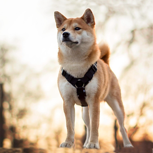 <span class=keywords><strong>Harnais</strong></span> en nylon léger en tissu Cordura respirant haute résistance 3M réfléchissant pour grands chiens <span class=keywords><strong>Harnais</strong></span> solide personnalisé pour animaux de compagnie - Product Image 4