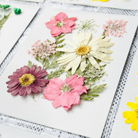 Fleurs séchées pressées à la main - Décoration écologique en fleurs naturelles pour la fête des mères, les mariages, la Saint-Valentin et Noël