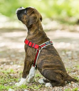 Harnais de dressage pour chiens REFLECTORS L - Product Image 5