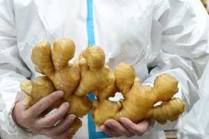 Bán cũng loại mới phát hiện của dư lượng thuốc trừ sâu miễn phí gừng nén nóng gừng tự nhiên - Product Image 6