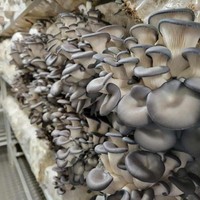 Fabricant professionnel de conteneurs de culture de champignons High Cube de 40 pieds avec contrôle précis du CO2 et unité d'humidification automatisée