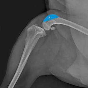 TOOLMED PGR patela Groove pengganti Titanium ortopedi bedah dokter hewan Kit instrumen penjualan laris dokter hewan - Product Image 4