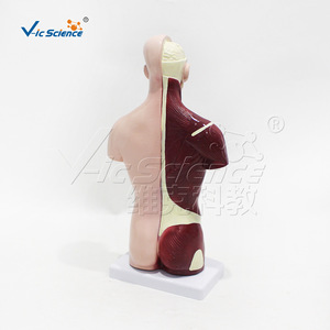 Modèle de torse en 7 parties de 26 cm, affichant les structures des organes internes ; équipement de formation en anatomie pour les écoles de médecine. - Product Image 4