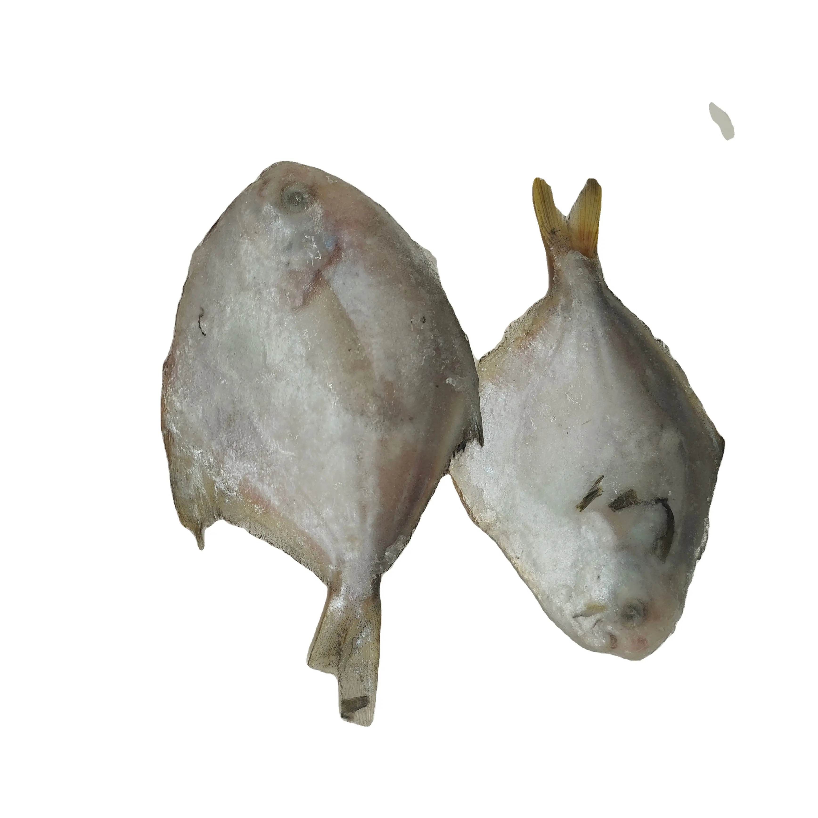 SharpDragon Fresh Frozen Peixe Toda Redonda Pomfret IQF Pompano