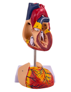 Modello Didattico di Anatomia Cardiaca - Modello <span class=keywords><strong>del</strong></span> Sistema Cardiovascolare a Grandezza Naturale per Ospedali, Scuole e Cliniche - Product Image 2