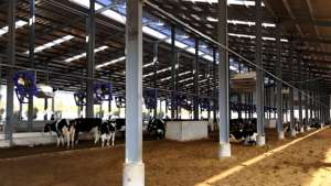 Light Steel Structure Long Service Life Poultry Chicken Farm Building/Cattle Shed - Product Image 5