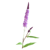 Fleurs artificielles de Veronica blanches faites à la main 76CM pour décoration de mariage et fournitures, mur floral, plantes artificielles, cadeaux