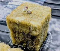 Laine de roche pour cubes de culture hydroponique, pour la propagation des semis et la culture de plantes en serre