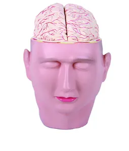 带有脑高级pvc解剖模型的人体模型解剖头