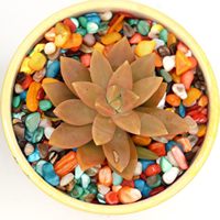 Coquillages naturels concassés de forme irrégulière, taille 2-12 mm, nacre colorée pour vase, filtre, artisanat DIY