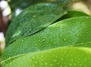 Extrait de plantes en poudre brute de qualité alimentaire, herbes de couleur marron, 1 boîte - Product Image 3