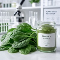Poudre de Myrtille Naturelle FVP-16 Qualité Alimentaire Sauvage Riche en Nutriments Poudre Végétale Verte Déshydratée en Fût/Bouteille
