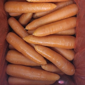 <strong>Chinese</strong> Fresh CarrotRed Organic <strong>Carrots</strong> for Sale Export Maldives - Product Image 4